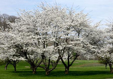 Autumn Cherry Tree Discount