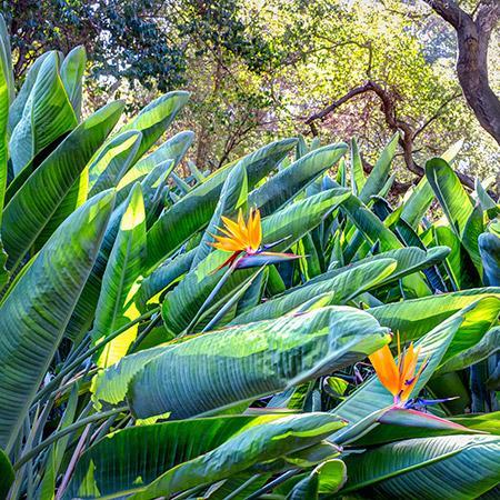 Bird Of Paradise - Orange Cheap