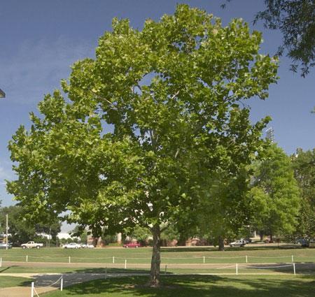 American Sycamore Tree Online