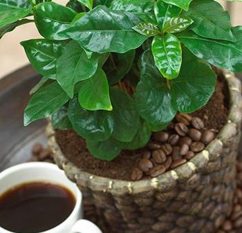 Arabica Coffee Plant For Sale