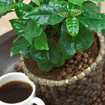 Arabica Coffee Plant For Sale