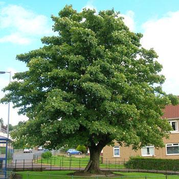 American Sycamore Tree Online