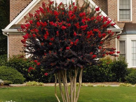 Black Diamond® Crape Myrtle - Best Red™ Fashion