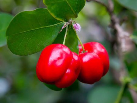 Barbados  Acerola  Cherry Tree Hot on Sale