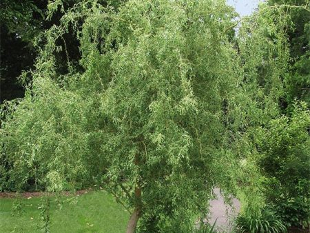 Corkscrew Willow Tree Discount