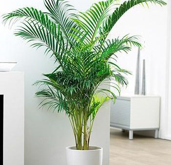 Areca Palm Tree Online now