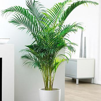 Areca Palm Tree Online now