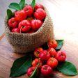 Barbados  Acerola  Cherry Tree Hot on Sale