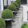 American Boxwood Shrub Discount