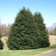 American Holly Online Hot Sale