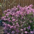 Bloomerang® Lilac Shrub Fashion