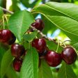 Black Tartarian Cherry Tree For Cheap