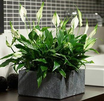 Peace Lily Plant Hot on Sale