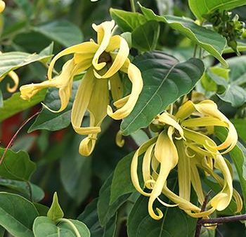 Ylang Ylang Tree For Sale