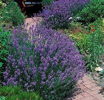 Phenomenal™ Lavender Plant Online